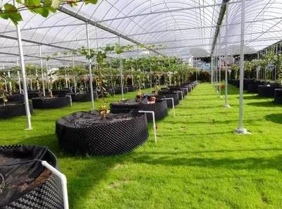 懷化共享農業新篇章 葡萄免費吃三年，智能管理引領未來